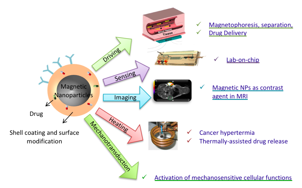 Biomedical applications of magnetic NPs