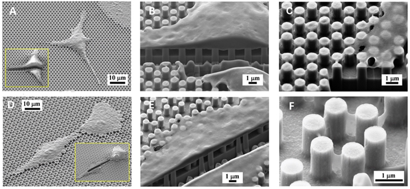 imaging SEM e taglio FIB su cellule