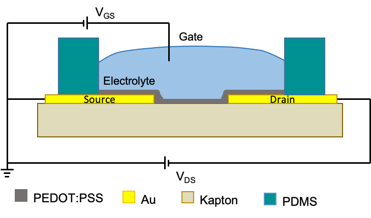 A schematic layout of the OECT